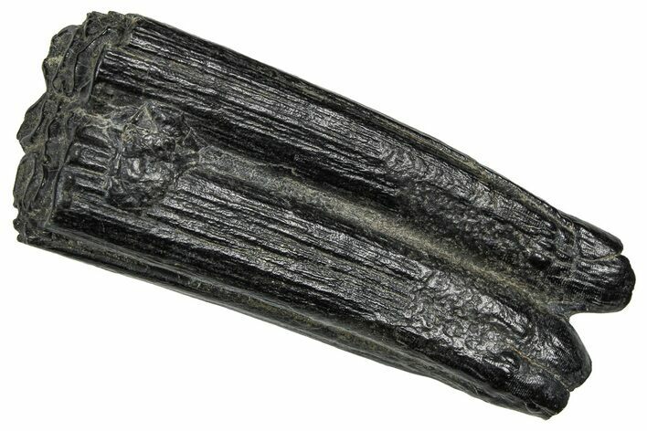 Pleistocene Aged Fossil Horse Tooth - South Carolina #374130